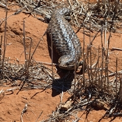 Tiliqua rugosa (Shingleback Lizard) at Rankins Springs, NSW - 30 Sep 2018 by MatthewFrawley