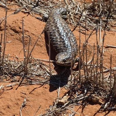 Tiliqua rugosa (Shingleback Lizard) at Rankins Springs, NSW - 30 Sep 2018 by MatthewFrawley