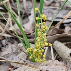 Lomandra filiformis (Wattle Mat-rush) at Kingsdale, NSW - 27 Oct 2024 by trevorpreston