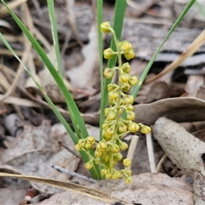 Lomandra filiformis at Kingsdale, NSW - 28 Oct 2024