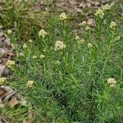 Cassinia aculeata subsp. aculeata at Kingsdale, NSW - 28 Oct 2024