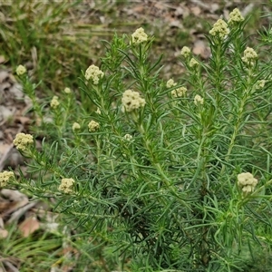 Cassinia aculeata subsp. aculeata at Kingsdale, NSW - 28 Oct 2024