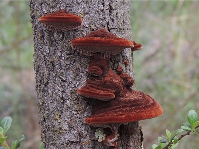 Phaeotrametes decipiens (A Polypore) at Conder, ACT - 7 Jan 2024 by MichaelBedingfield