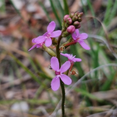 Stylidium graminifolium (grass triggerplant) at Kingsdale, NSW - 28 Oct 2024 by trevorpreston