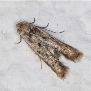 Elachista (genus) at Melba, ACT - 27 Oct 2024 10:43 PM