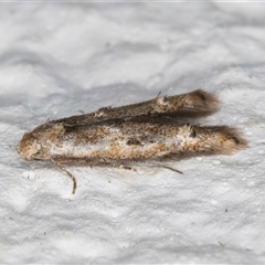 Elachista (genus) at Melba, ACT - 27 Oct 2024 10:43 PM
