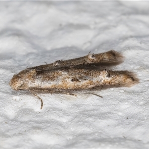 Elachista (genus) at Melba, ACT - 27 Oct 2024 10:43 PM