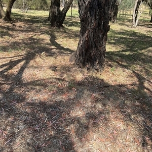 Pogona barbata at Cook, ACT - suppressed