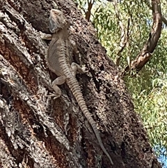 Pogona barbata at Cook, ACT - suppressed