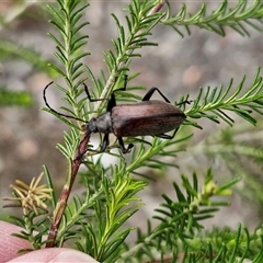 Homotrysis cisteloides (Darkling beetle) at Kingsdale, NSW - 27 Oct 2024 by trevorpreston