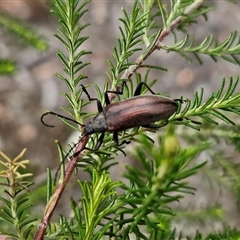 Homotrysis cisteloides at Kingsdale, NSW - 28 Oct 2024 10:18 AM