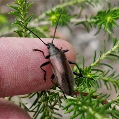 Homotrysis cisteloides at Kingsdale, NSW - 28 Oct 2024 10:18 AM