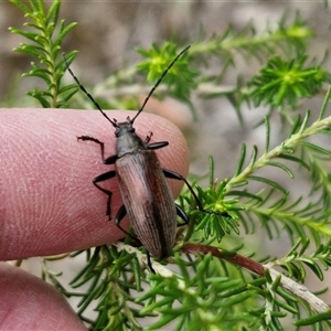 Homotrysis cisteloides at Kingsdale, NSW - 28 Oct 2024 10:18 AM