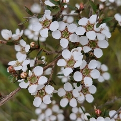 Gaudium multicaule (Teatree) at Kingsdale, NSW - 28 Oct 2024 by trevorpreston