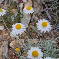 Leucochrysum albicans subsp. tricolor (Hoary Sunray) at Kingsdale, NSW - 28 Oct 2024 by trevorpreston