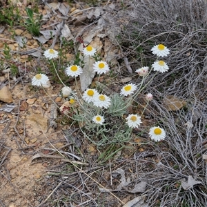 Leucochrysum albicans subsp. tricolor at Kingsdale, NSW - 28 Oct 2024