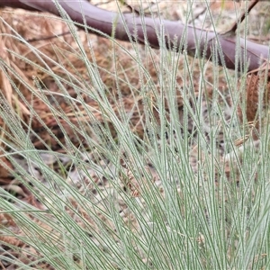 Rytidosperma sp. at Kingsdale, NSW - 28 Oct 2024