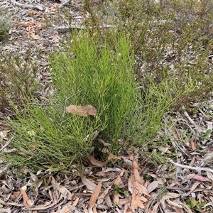 Omphacomeria acerba at Kingsdale, NSW - 28 Oct 2024