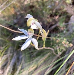 Caladenia moschata (Musky Caps) at Acton, ACT - 28 Oct 2024 by Jenny54