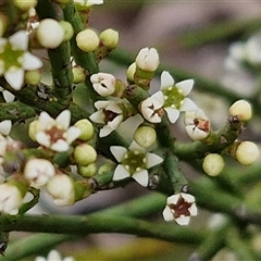 Choretrum pauciflorum (Dwarf Sour Bush) at Kingsdale, NSW - 28 Oct 2024 by trevorpreston