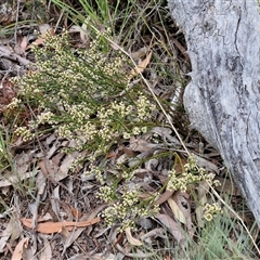 Choretrum pauciflorum at Kingsdale, NSW - 28 Oct 2024 10:09 AM