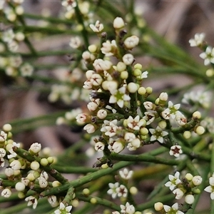 Choretrum pauciflorum at Kingsdale, NSW - 28 Oct 2024 10:09 AM