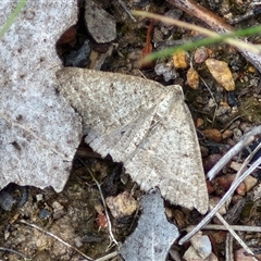 Taxeotis (genus) (Unidentified Taxeotis geometer moths) at Kingsdale, NSW - 27 Oct 2024 by trevorpreston