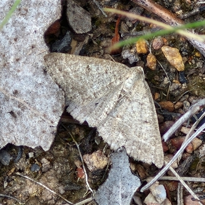 Taxeotis (genus) (Unidentified Taxeotis geometer moths) at Kingsdale, NSW - 28 Oct 2024 by trevorpreston