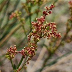 Rumex acetosella (Sheep Sorrel) at Kingsdale, NSW - 27 Oct 2024 by trevorpreston