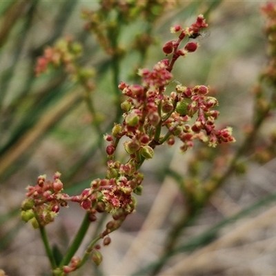 Rumex acetosella (Sheep Sorrel) at Kingsdale, NSW - 28 Oct 2024 by trevorpreston