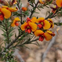 Dillwynia sericea (Egg And Bacon Peas) at Kingsdale, NSW - 27 Oct 2024 by trevorpreston