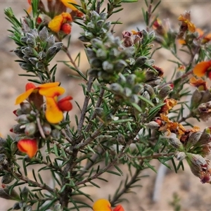 Dillwynia sericea at Kingsdale, NSW - 28 Oct 2024