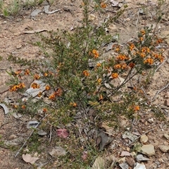 Dillwynia sericea at Kingsdale, NSW - 28 Oct 2024