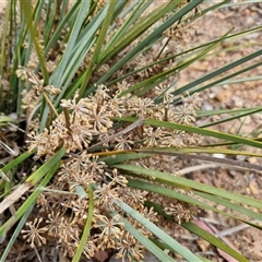 Lomandra multiflora (Many-flowered Matrush) at Kingsdale, NSW - 27 Oct 2024 by trevorpreston