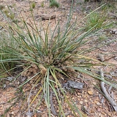 Lomandra multiflora at Kingsdale, NSW - 28 Oct 2024