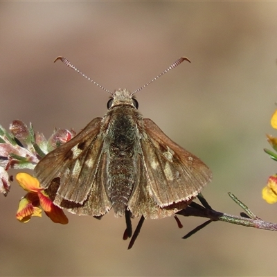 Trapezites phigalia (Heath Ochre) at Carwoola, NSW - 29 Oct 2024 by SandraH