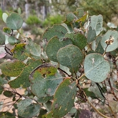 Eucalyptus polyanthemos at Kingsdale, NSW - 28 Oct 2024