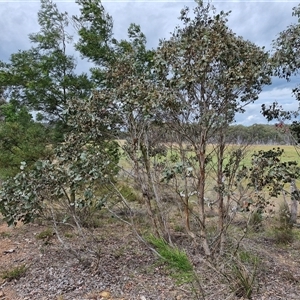 Eucalyptus polyanthemos at Kingsdale, NSW - 28 Oct 2024