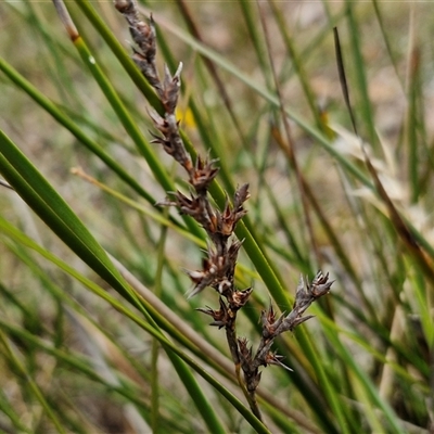 Lepidosperma sp. (A Sword Sedge) at Kingsdale, NSW - 27 Oct 2024 by trevorpreston