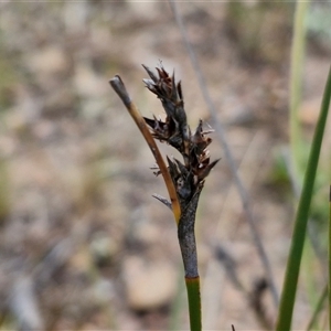 Lepidosperma sp. at Kingsdale, NSW - 28 Oct 2024