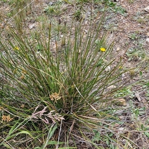 Lepidosperma sp. at Kingsdale, NSW - 28 Oct 2024