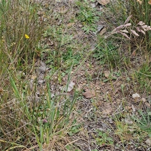 Holcus lanatus at Kingsdale, NSW - 28 Oct 2024