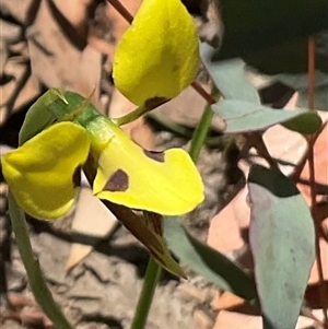 Diuris sulphurea at Aranda, ACT - suppressed