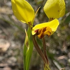 Diuris sulphurea at Aranda, ACT - suppressed