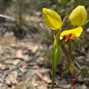 Diuris sulphurea at Aranda, ACT - 29 Oct 2024