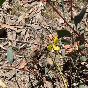 Diuris sulphurea at Aranda, ACT - 29 Oct 2024