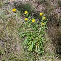 Xerochrysum bracteatum (Golden Everlasting) at Kingsdale, NSW - 27 Oct 2024 by trevorpreston