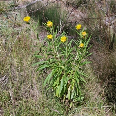 Xerochrysum bracteatum (Golden Everlasting) at Kingsdale, NSW - 27 Oct 2024 by trevorpreston