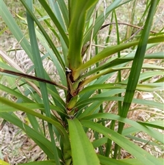 Unidentified Plant at Lower Pappinbarra, NSW - 15 Oct 2024 by dave@kerrie