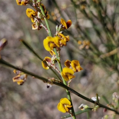 Daviesia leptophylla (Slender Bitter Pea) at Kingsdale, NSW - 27 Oct 2024 by trevorpreston